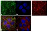 PRDX1 Antibody in Immunocytochemistry (ICC/IF)