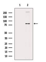 Kindlin 2 Antibody in Western Blot (WB)