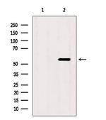 SKAP2 Antibody in Western Blot (WB)