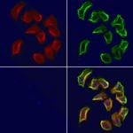 SULT4A1 Antibody in Immunocytochemistry (ICC/IF)