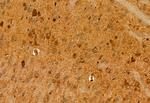 SULT4A1 Antibody in Immunohistochemistry (Paraffin) (IHC (P))