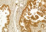 AdoHcyase 2 Antibody in Immunohistochemistry (Paraffin) (IHC (P))