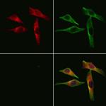 LDHB Antibody in Immunocytochemistry (ICC/IF)