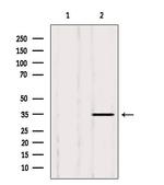 LDHB Antibody in Western Blot (WB)