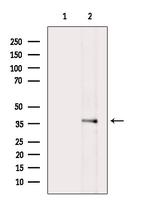 LDHB Antibody in Western Blot (WB)