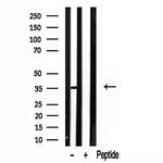 LDHB Antibody in Western Blot (WB)