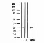 GFER Antibody in Western Blot (WB)