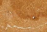 KMO Antibody in Immunohistochemistry (Paraffin) (IHC (P))