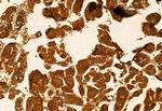 KMO Antibody in Immunohistochemistry (Paraffin) (IHC (P))