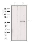 KMO Antibody in Western Blot (WB)