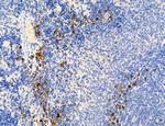 MPV17 Antibody in Immunohistochemistry (Paraffin) (IHC (P))