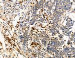 MPV17 Antibody in Immunohistochemistry (Paraffin) (IHC (P))