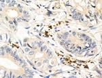 MPV17 Antibody in Immunohistochemistry (Paraffin) (IHC (P))