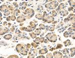 MPV17 Antibody in Immunohistochemistry (Paraffin) (IHC (P))