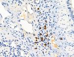 MPV17 Antibody in Immunohistochemistry (Paraffin) (IHC (P))