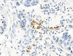 MPV17 Antibody in Immunohistochemistry (Paraffin) (IHC (P))