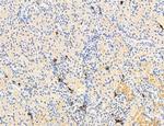 MPV17 Antibody in Immunohistochemistry (Paraffin) (IHC (P))