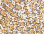 MPV17 Antibody in Immunohistochemistry (Paraffin) (IHC (P))