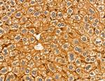 MPV17 Antibody in Immunohistochemistry (Paraffin) (IHC (P))