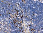 MPV17 Antibody in Immunohistochemistry (Paraffin) (IHC (P))