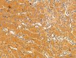 MPV17 Antibody in Immunohistochemistry (Paraffin) (IHC (P))