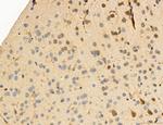 MPV17 Antibody in Immunohistochemistry (Paraffin) (IHC (P))