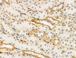 NEU4 Antibody in Immunohistochemistry (Paraffin) (IHC (P))