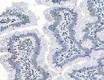 NEU4 Antibody in Immunohistochemistry (Paraffin) (IHC (P))