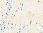 NLRX1 Antibody in Immunohistochemistry (Paraffin) (IHC (P))