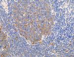 NLRX1 Antibody in Immunohistochemistry (Paraffin) (IHC (P))