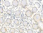 NLRX1 Antibody in Immunohistochemistry (Paraffin) (IHC (P))