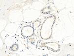 NLRX1 Antibody in Immunohistochemistry (Paraffin) (IHC (P))