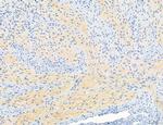 NLRX1 Antibody in Immunohistochemistry (Paraffin) (IHC (P))