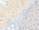 NLRX1 Antibody in Immunohistochemistry (Paraffin) (IHC (P))