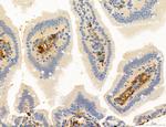 NLRX1 Antibody in Immunohistochemistry (Paraffin) (IHC (P))