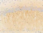 NLRX1 Antibody in Immunohistochemistry (Paraffin) (IHC (P))