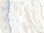 NLRX1 Antibody in Immunohistochemistry (Paraffin) (IHC (P))