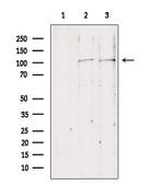 NLRX1 Antibody in Western Blot (WB)