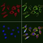 PDLIM7 Antibody in Immunocytochemistry (ICC/IF)