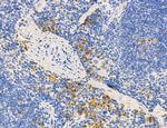 PDLIM7 Antibody in Immunohistochemistry (Paraffin) (IHC (P))