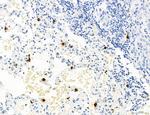 PDLIM7 Antibody in Immunohistochemistry (Paraffin) (IHC (P))