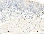 PDLIM7 Antibody in Immunohistochemistry (Paraffin) (IHC (P))