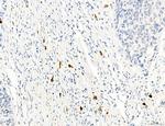 PDLIM7 Antibody in Immunohistochemistry (Paraffin) (IHC (P))