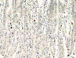 PDLIM7 Antibody in Immunohistochemistry (Paraffin) (IHC (P))