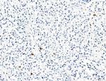 PDLIM7 Antibody in Immunohistochemistry (Paraffin) (IHC (P))