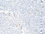 PDLIM7 Antibody in Immunohistochemistry (Paraffin) (IHC (P))