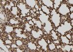 TELO2 Antibody in Immunohistochemistry (Paraffin) (IHC (P))