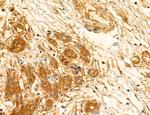 TELO2 Antibody in Immunohistochemistry (Paraffin) (IHC (P))