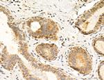 TELO2 Antibody in Immunohistochemistry (Paraffin) (IHC (P))