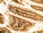 TELO2 Antibody in Immunohistochemistry (Paraffin) (IHC (P))